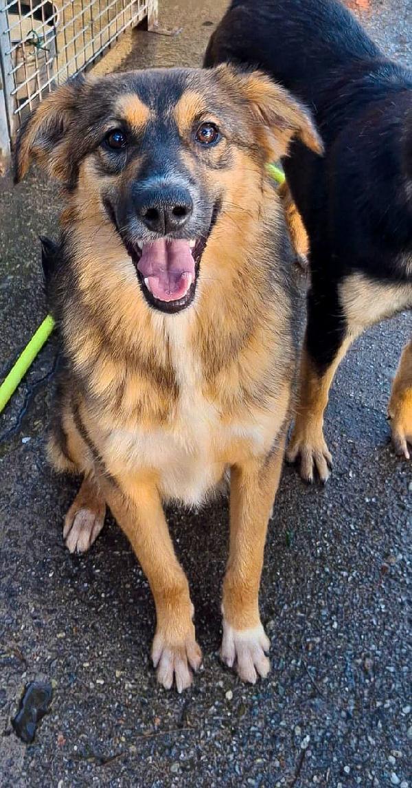 BRENDA 🐾 SUPER CUCCIOLA CERCA CASA 🐾 Foto 2